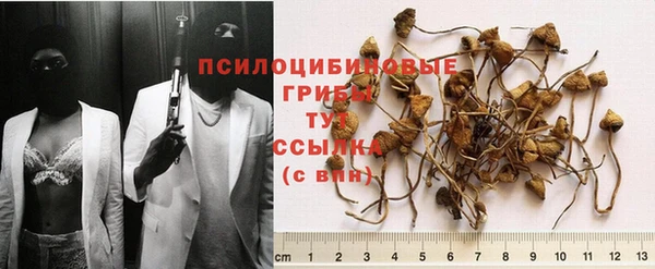 трава Белокуриха